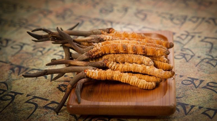 冬蟲夏草新鮮價格探秘:每克多少錢?