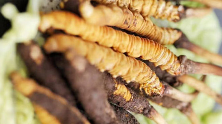 藏地新鮮冬蟲夏草批發價：探尋高價值背后的市場邏輯