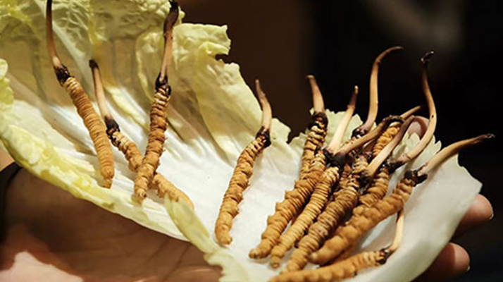 冬蟲夏草：干草與鮮草的終極對比，哪種更適合你？