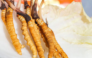 冬蟲夏草鮮草打包發貨全流程：從采摘到送達的保鮮之旅