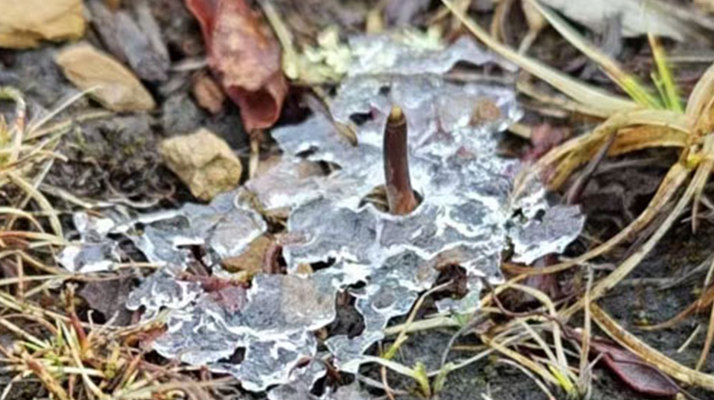 冰凍新鮮冬蟲夏草：科技與傳統的交融守護