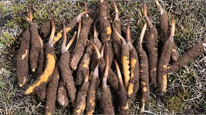 冬蟲夏草:干的好還是新鮮的妙?