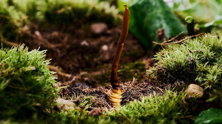 冬蟲夏草鮮草清洗全攻略:留住純凈與營養