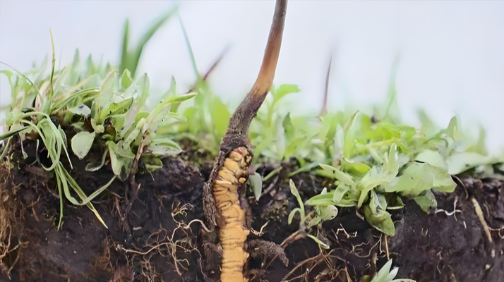 <a href=http://m.dongtai1982.com/xinxian/ target=_blank class=infotextkey>新<a href=http://m.dongtai1982.com/xinxian/ target=_blank class=infotextkey>鮮冬蟲夏草</a></a>價格探秘:多因素交織下的市場行情