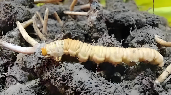 新鮮<a href=http://m.dongtai1982.com/jianbie/ target=_blank class=infotextkey>冬蟲夏草鑒別</a>指南:輕松辨別真?zhèn)蝺?yōu)劣