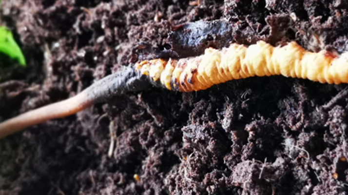 <a href=http://m.dongtai1982.com/xinxian/ target=_blank class=infotextkey>新<a href=http://m.dongtai1982.com/xinxian/ target=_blank class=infotextkey>鮮冬蟲夏草價格</a></a>解析