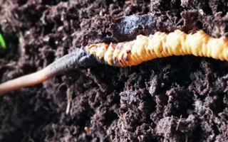 新鮮冬蟲夏草價格解析