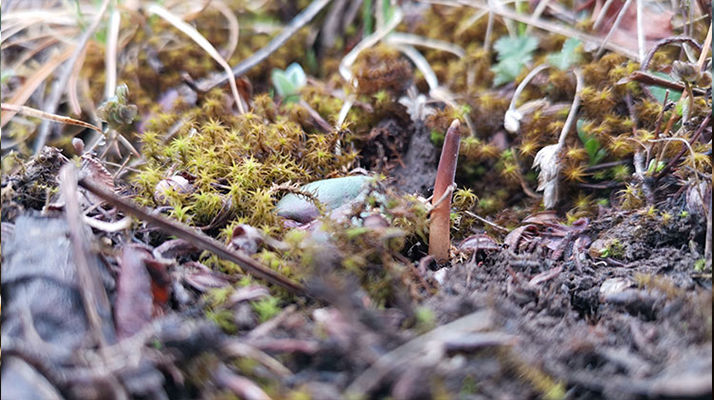 一口山野的饋贈：鮮冬蟲夏草的味道密碼
