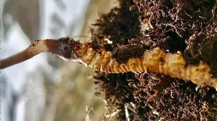 新鮮冬蟲夏草能生吃嗎?揭秘健康食用真相