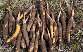 探秘新鮮冬蟲夏草的獨特樣貌：大自然的奇妙饋贈