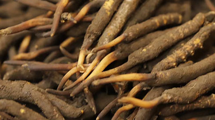 如何挑選<a href=http://m.dongtai1982.com/xinxian/ target=_blank class=infotextkey>新<a href=http://m.dongtai1982.com/xinxian/ target=_blank class=infotextkey>鮮冬蟲夏草</a></a>？掌握這幾個關鍵技巧