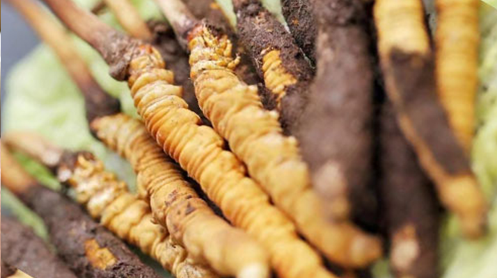 冬蟲夏草:干品與鮮品,誰更勝一籌?