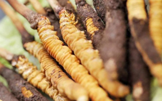 冬蟲夏草：干品與鮮品，誰更勝一籌？