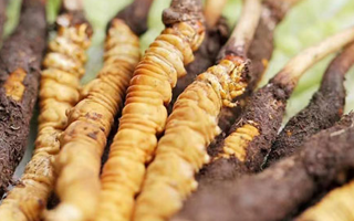 冬蟲夏草：曬干食用還是鮮食更優？