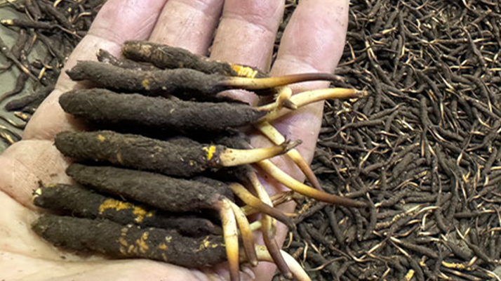 冬蟲夏草鮮草存放指南:鎖住營養與新鮮的秘籍