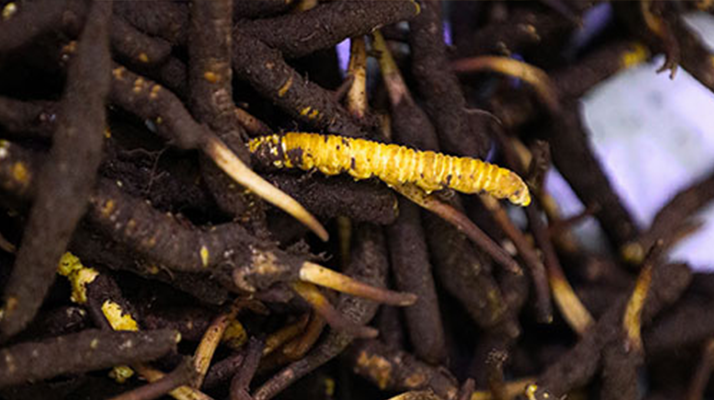 干鮮草<a href=http://m.dongtai1982.com/jiage/ target=_blank class=infotextkey>冬蟲夏草價格</a>揭秘