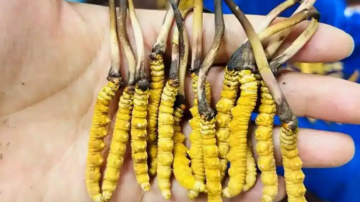 鮮冬蟲夏草出水怎么辦?實用處理指南