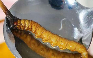 一口嘗鮮：鮮冬蟲夏草的味覺奇遇