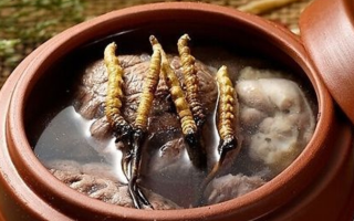 鮮冬蟲夏草吃多會上火嗎？一文解析真相