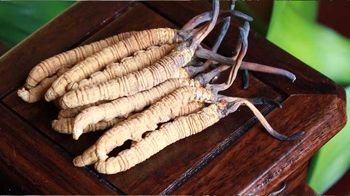 女孩家種冬蟲夏草好嗎?深度剖析種植可行性