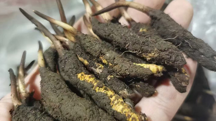 探秘鮮冬蟲夏草：自然孕育的神奇瑰寶