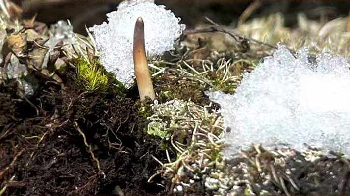 探秘雪域珍寶:最大的新鮮<a href=http://m.dongtai1982.com/ target=_blank class=infotextkey><a href=http://m.dongtai1982.com/s/nqcc/ target=_blank class=infotextkey>那曲冬蟲夏草</a></a>