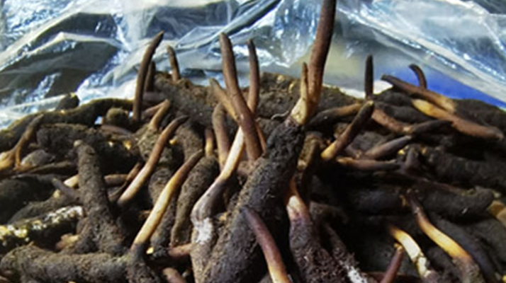 1 克<a href=http://m.dongtai1982.com/xinxian/ target=_blank class=infotextkey>新<a href=http://m.dongtai1982.com/xinxian/ target=_blank class=infotextkey>鮮冬蟲夏草</a></a>的價格揭秘