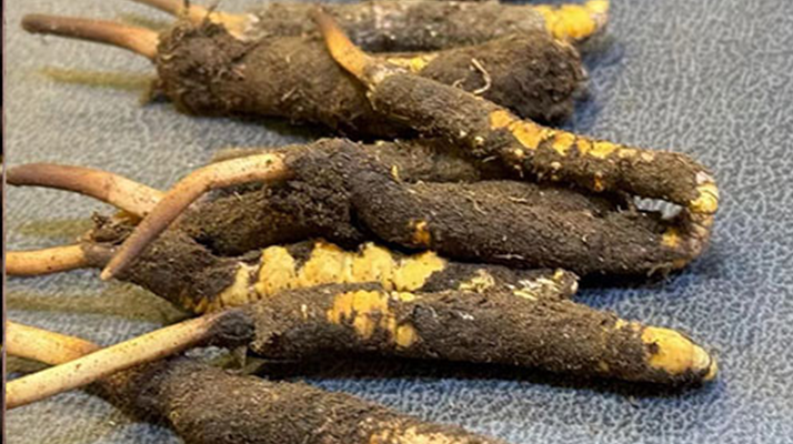 新鮮<a href=http://m.dongtai1982.com/jiage/ target=_blank class=infotextkey>冬蟲夏草價格</a>