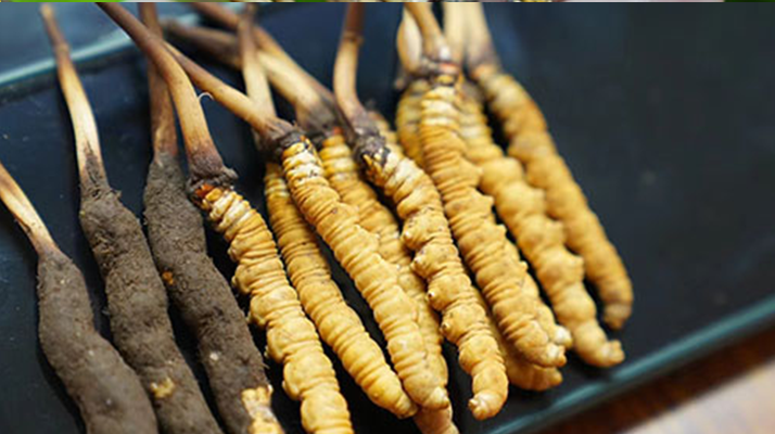 好<a href=http://m.dongtai1982.com/jiage/ target=_blank class=infotextkey>冬蟲夏草多少錢</a>一斤?價格全解析