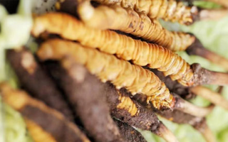 正宗冬蟲(chóng)夏草多少錢(qián)一克？深度價(jià)格解析