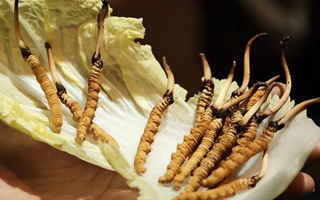 冬蟲夏草為何鮮的好？深度解析鮮蟲草的獨(dú)特優(yōu)勢(shì)