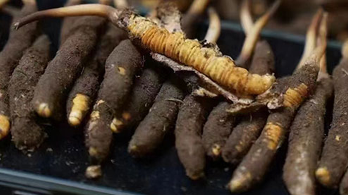 藏地鮮草與冬蟲夏草的區別解析