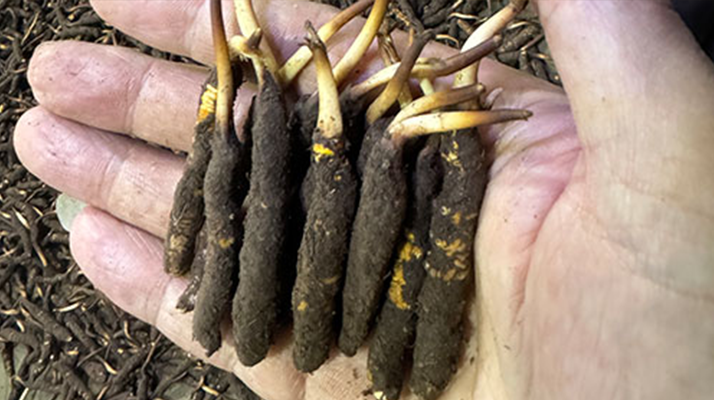 尋草之旅:踏上尋找<a href=http://m.dongtai1982.com/xinxian/ target=_blank class=infotextkey>新<a href=http://m.dongtai1982.com/xinxian/ target=_blank class=infotextkey>鮮冬蟲夏草</a></a>的征程