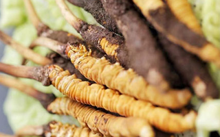 正宗那曲新鮮冬蟲夏草辨認指南