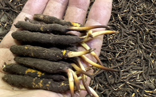 冬蟲夏草菇鮮能凍嗎？冷凍保存全解析