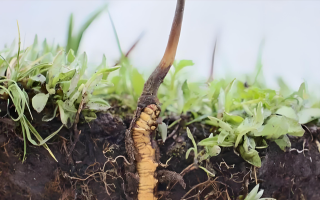 冬蟲夏草鮮草一天吃幾個？科學食用指南來了