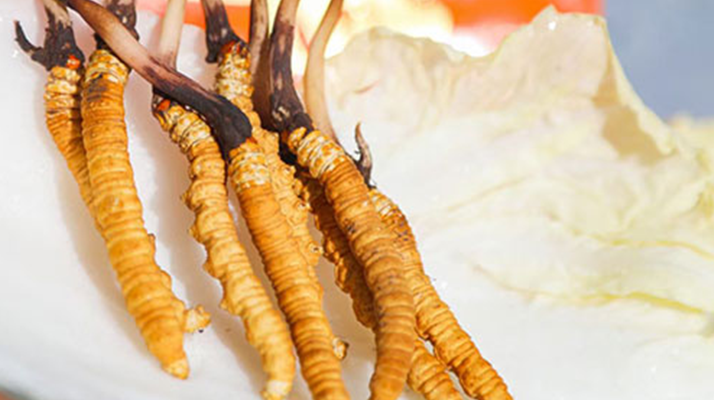 冬蟲夏草鮮草一般哪里有?多渠道獲取指南