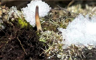 冰鮮的冬蟲夏草還能吃嗎？一文讀懂食用真相? ? ? ?