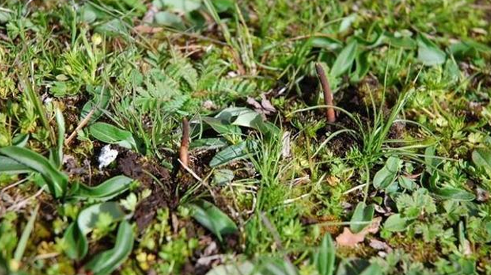 那曲鮮草最后 3 天倒計時:錯過再等一年的雪域珍饈