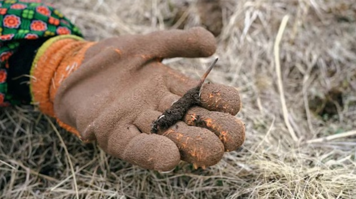 那曲鮮草上市時間揭秘