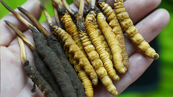 鮮冬蟲夏草如何打粉末保存？實用指南來了