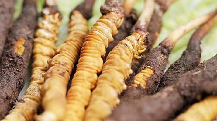 鮮冬蟲夏草能存放多久?科學保存指南來了