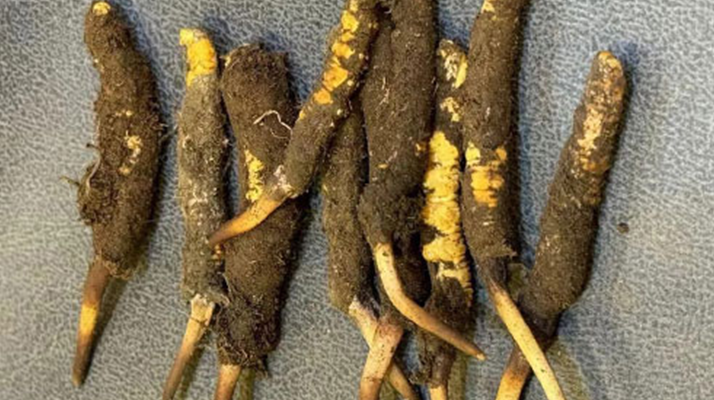 野生冬蟲(chóng)夏草一斤多少錢?多維度價(jià)格解析