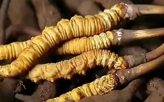 普通冬蟲夏草的價格剖析