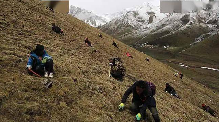 冬蟲夏草都是野生的嗎?探尋其生長的奧秘