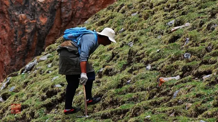 冬蟲夏草什么時候采挖？最佳采挖時節與科學依據