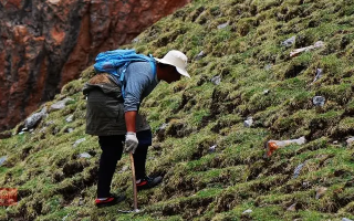 冬蟲夏草什么時候采挖？最佳采挖時節與科學依據