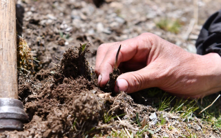 冬蟲夏草產地在哪里