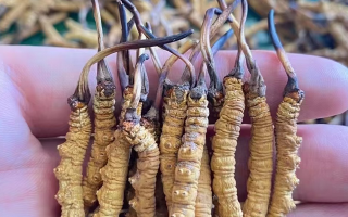 冬蟲(chóng)夏草哪里買正宗