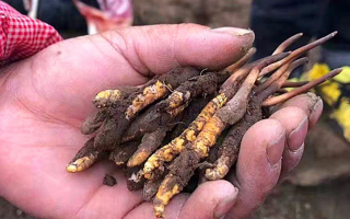  冬蟲夏草每公斤價格解析